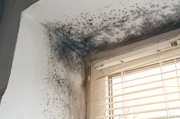 Mold Removal service in Elkwood